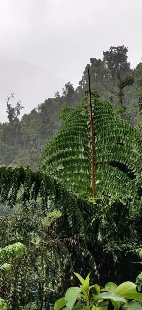 Botanical specimen of Caryota Obtusa.