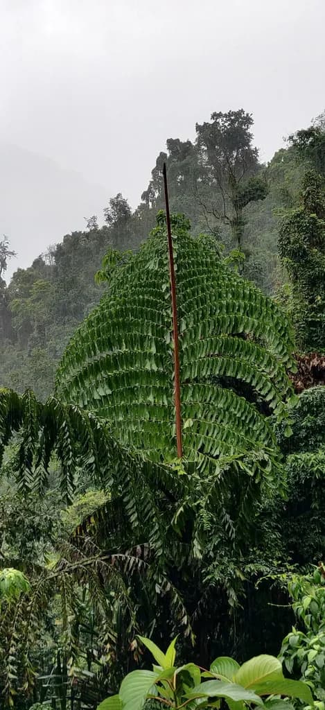 Botanical specimen of Caryota Obtusa.