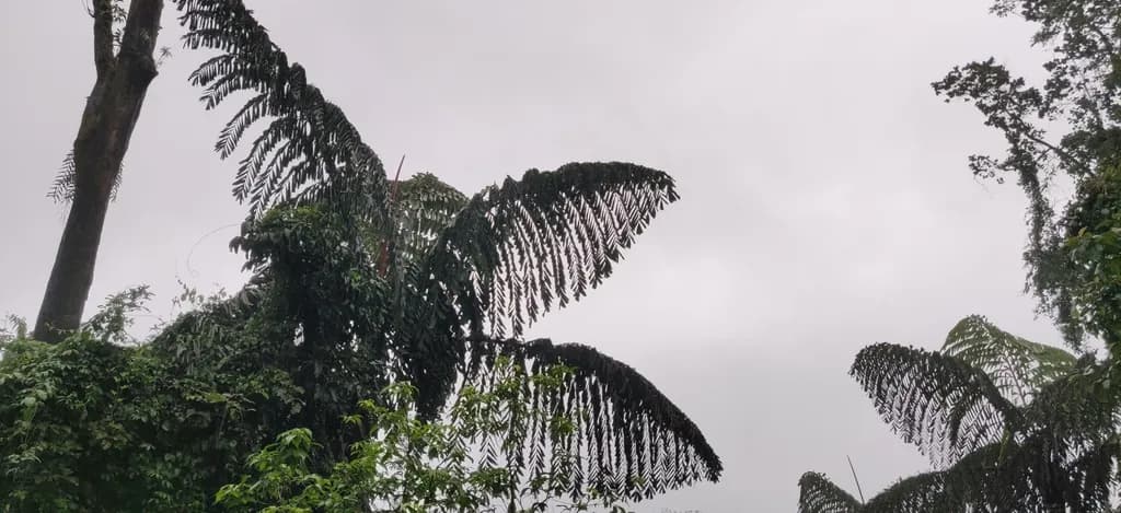 Botanical specimen of Caryota Obtusa.