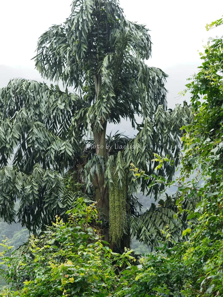 Botanical specimen of Caryota Ochlandra.