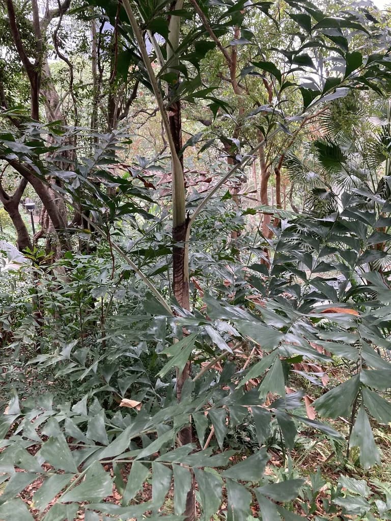 Botanical specimen of Caryota Ochlandra.