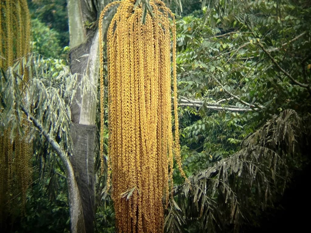 Botanical specimen of Caryota Ochlandra.