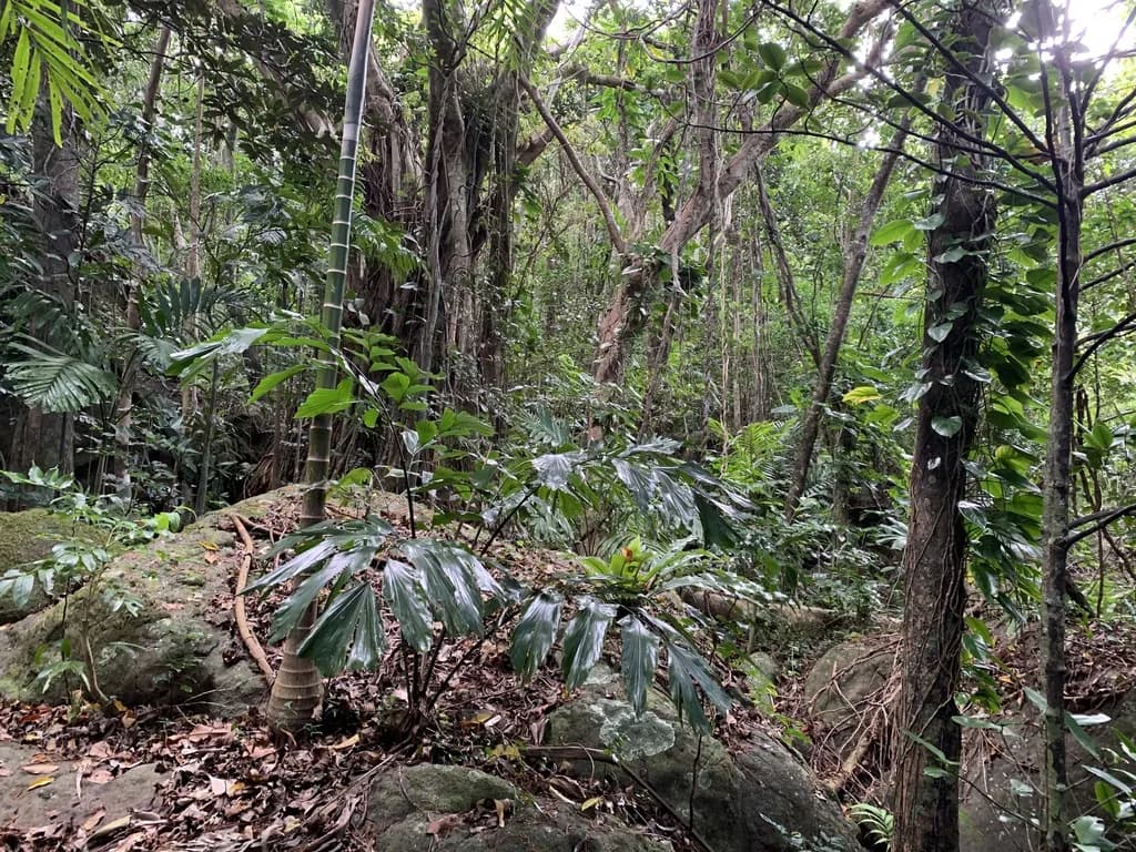 Botanical specimen of Caryota Ophiopellis.