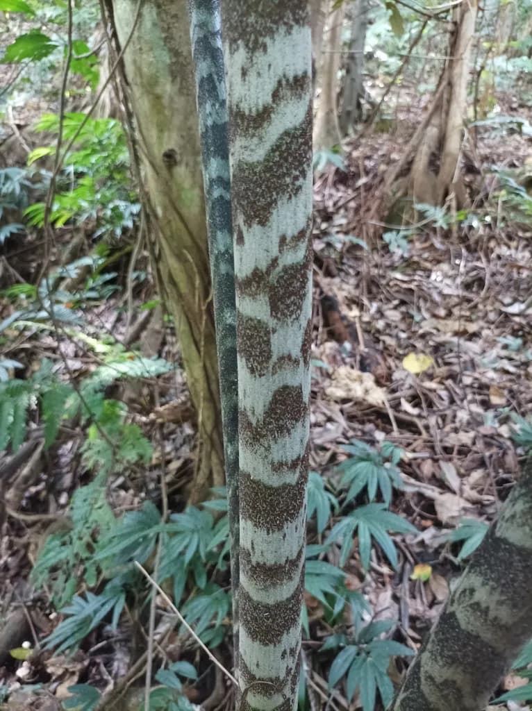 Botanical specimen of Caryota Ophiopellis.