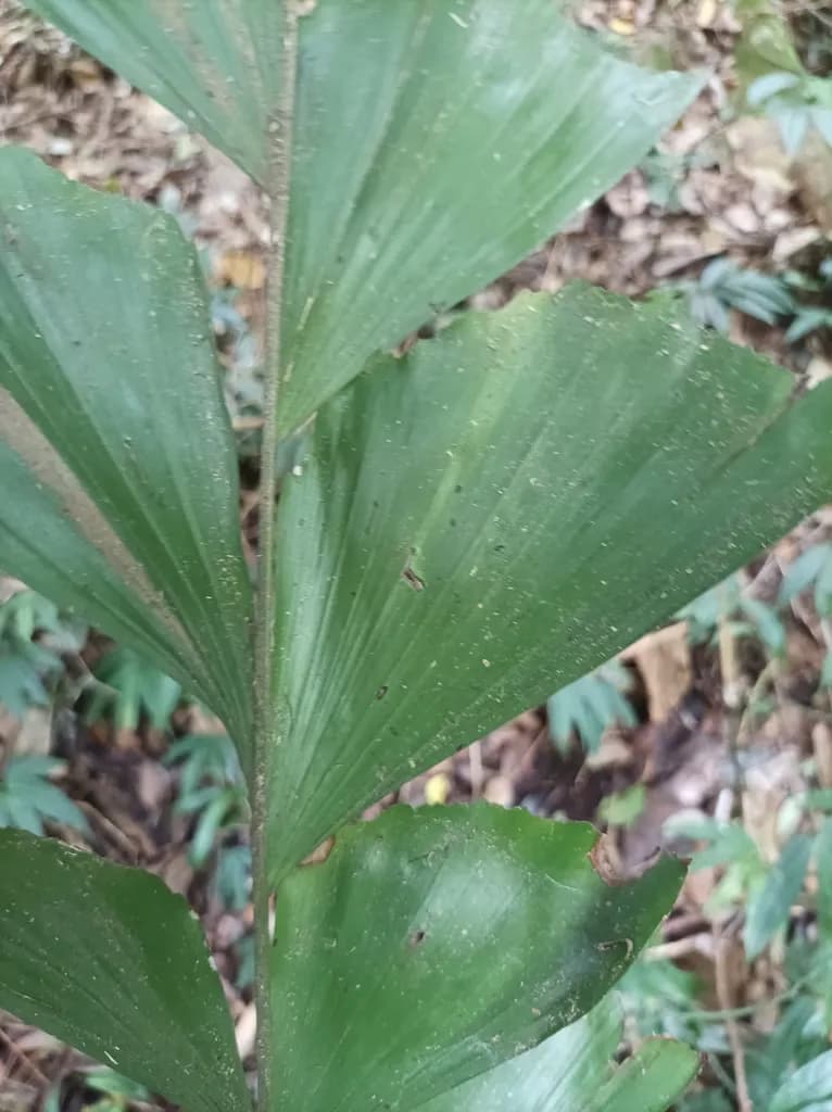 Botanical specimen of Caryota Ophiopellis.