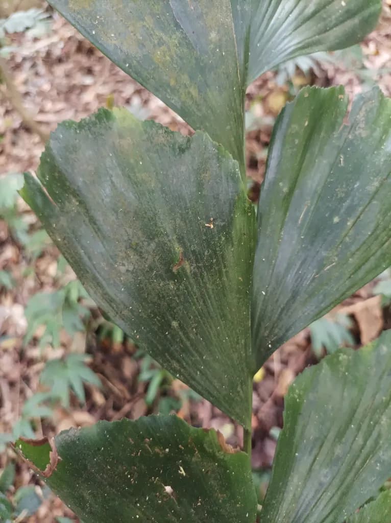 Botanical specimen of Caryota Ophiopellis.