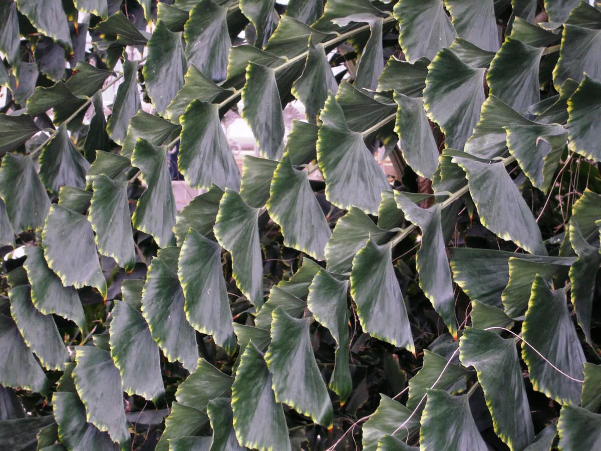 Botanical specimen of Caryota Rumphiana.