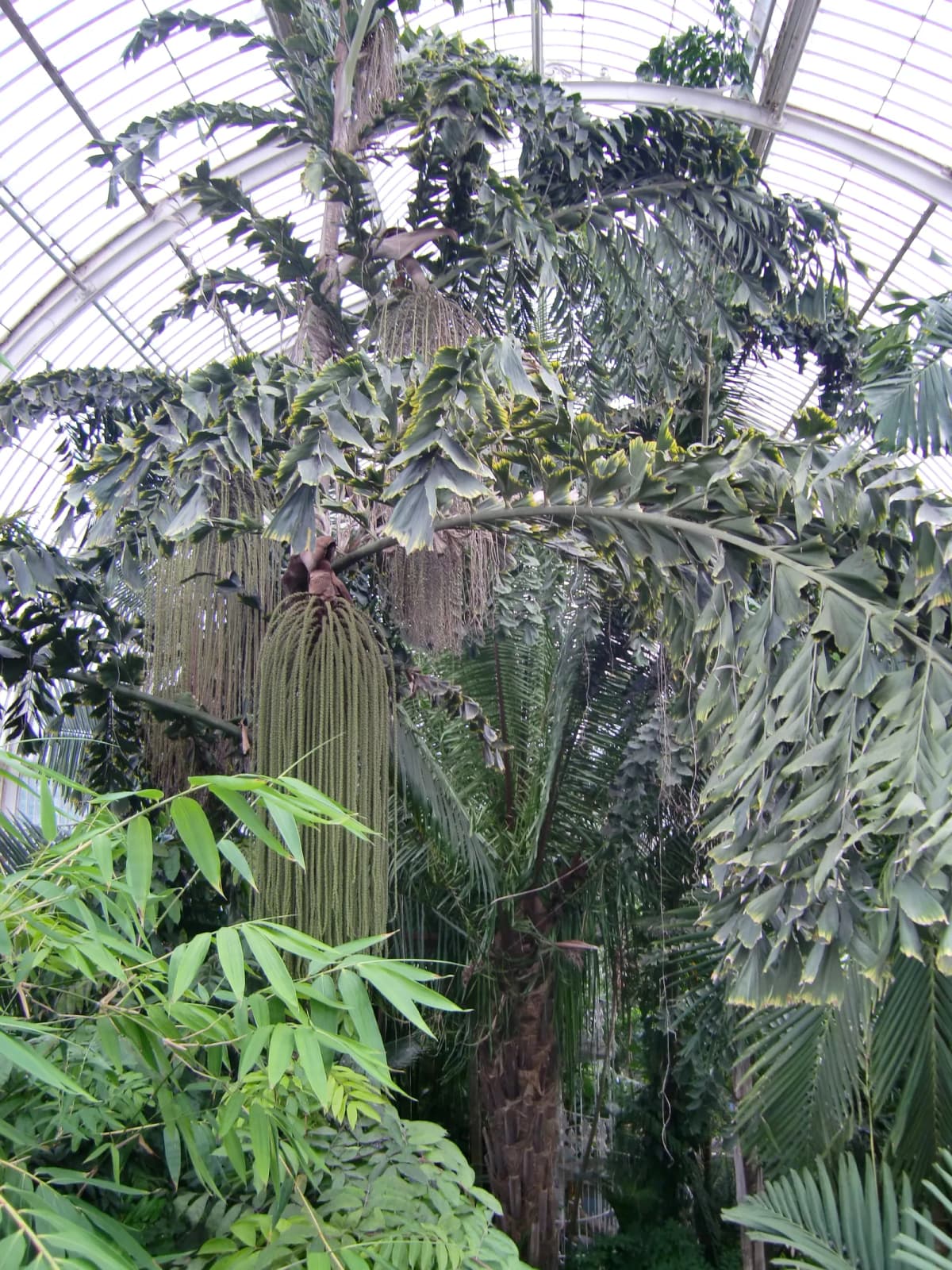 Botanical specimen of Caryota Rumphiana.