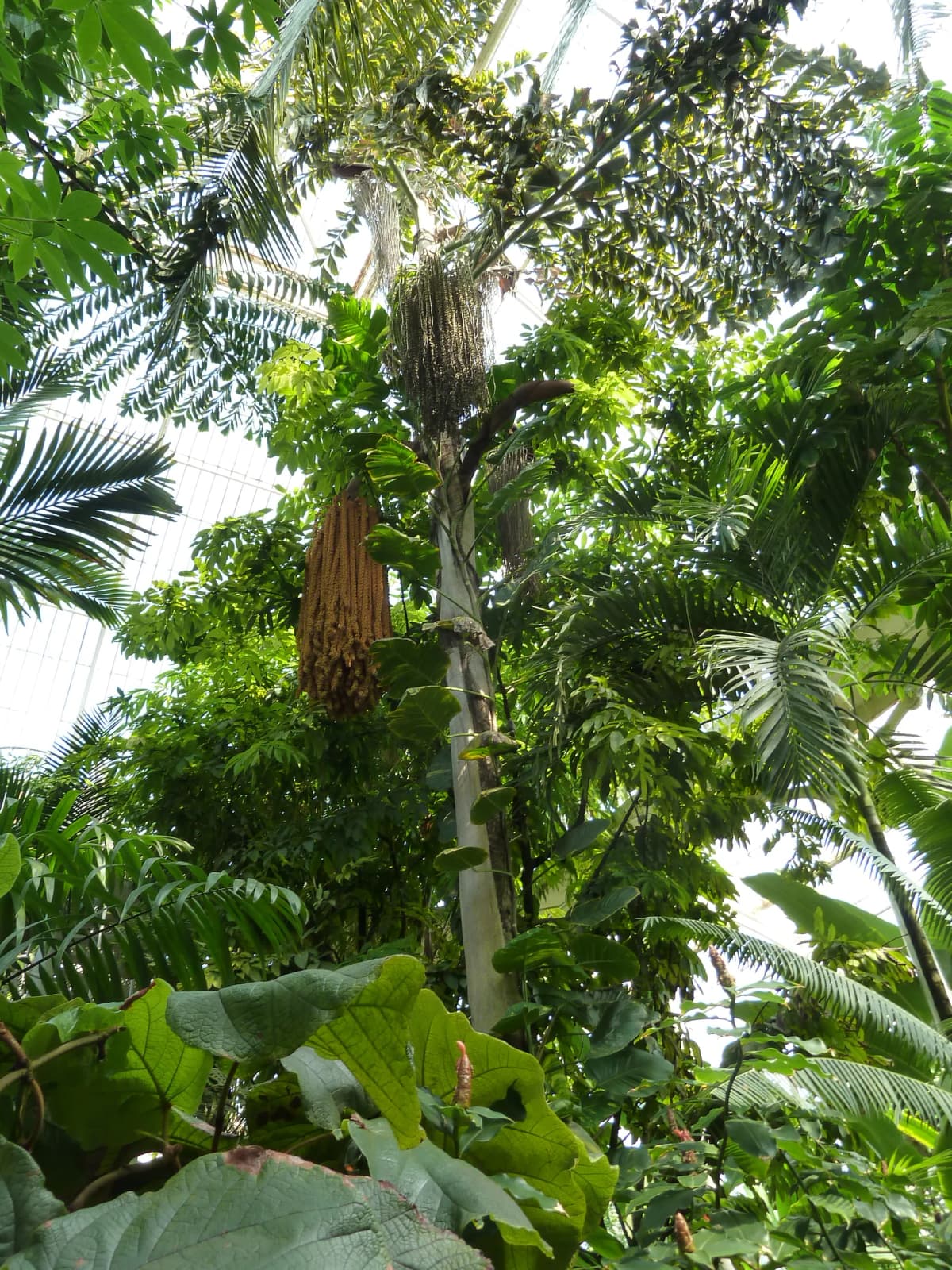 Botanical specimen of Caryota Rumphiana.