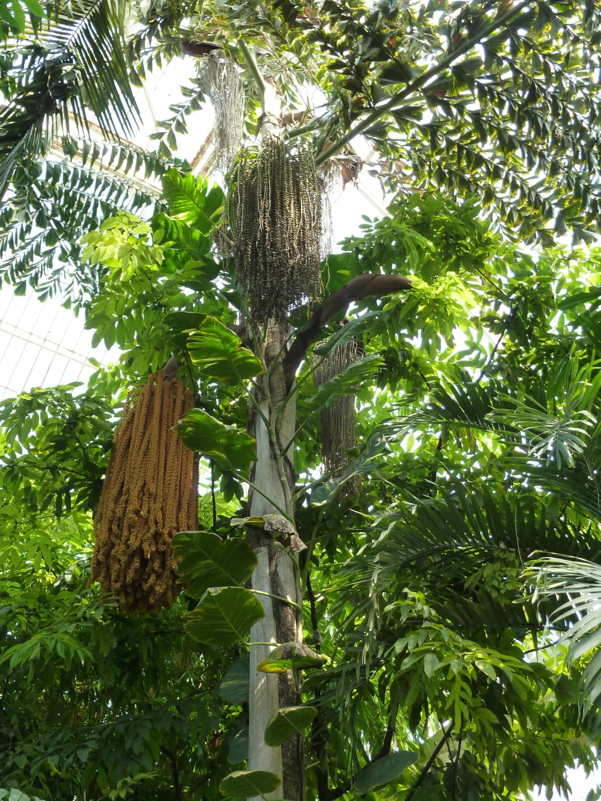 Botanical specimen of Caryota Rumphiana.