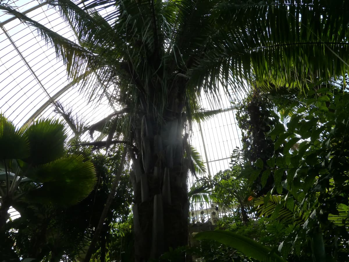 Botanical specimen of Caryota Rumphiana.