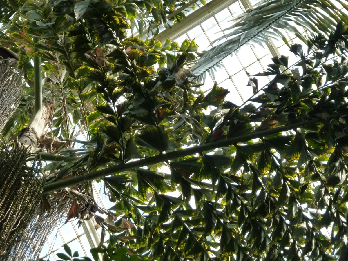 Botanical specimen of Caryota Rumphiana.