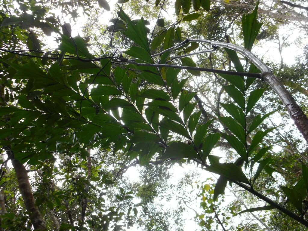 Botanical specimen of Caryota Sympetala.