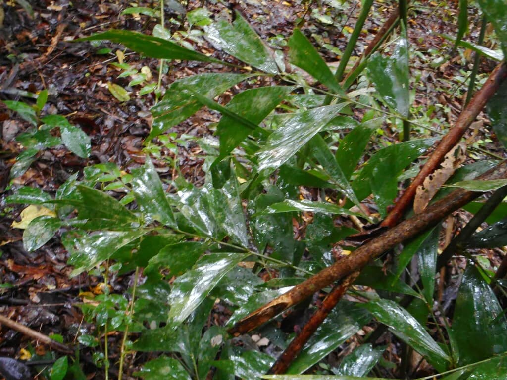 Botanical specimen of Caryota Sympetala.