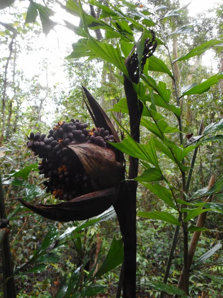 Botanical specimen of Caryota Sympetala.