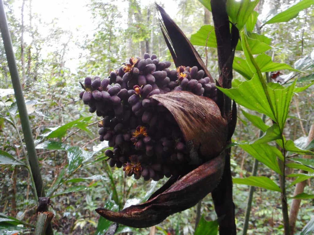 Botanical specimen of Caryota Sympetala.