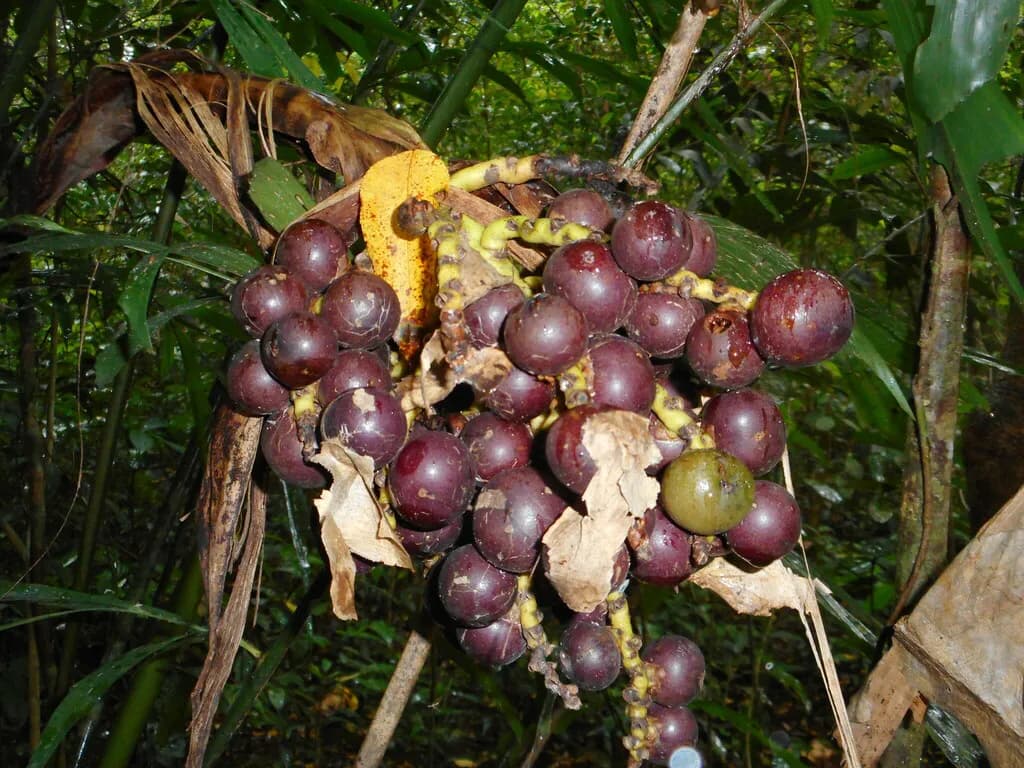 Botanical specimen of Caryota Sympetala.