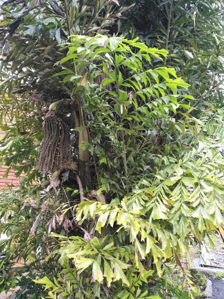 Botanical specimen of Caryota Urens.