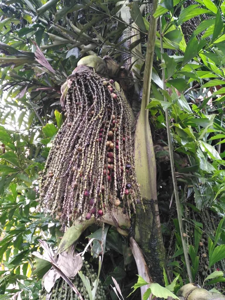 Botanical specimen of Caryota Urens.