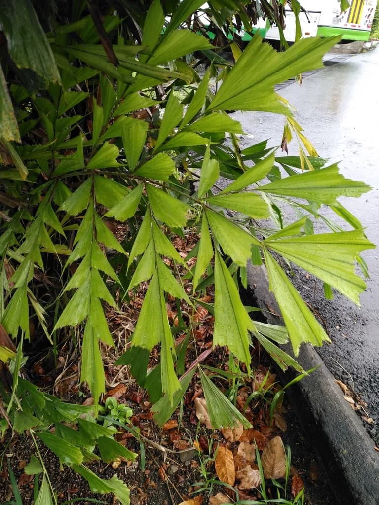 Botanical specimen of Caryota Urens.