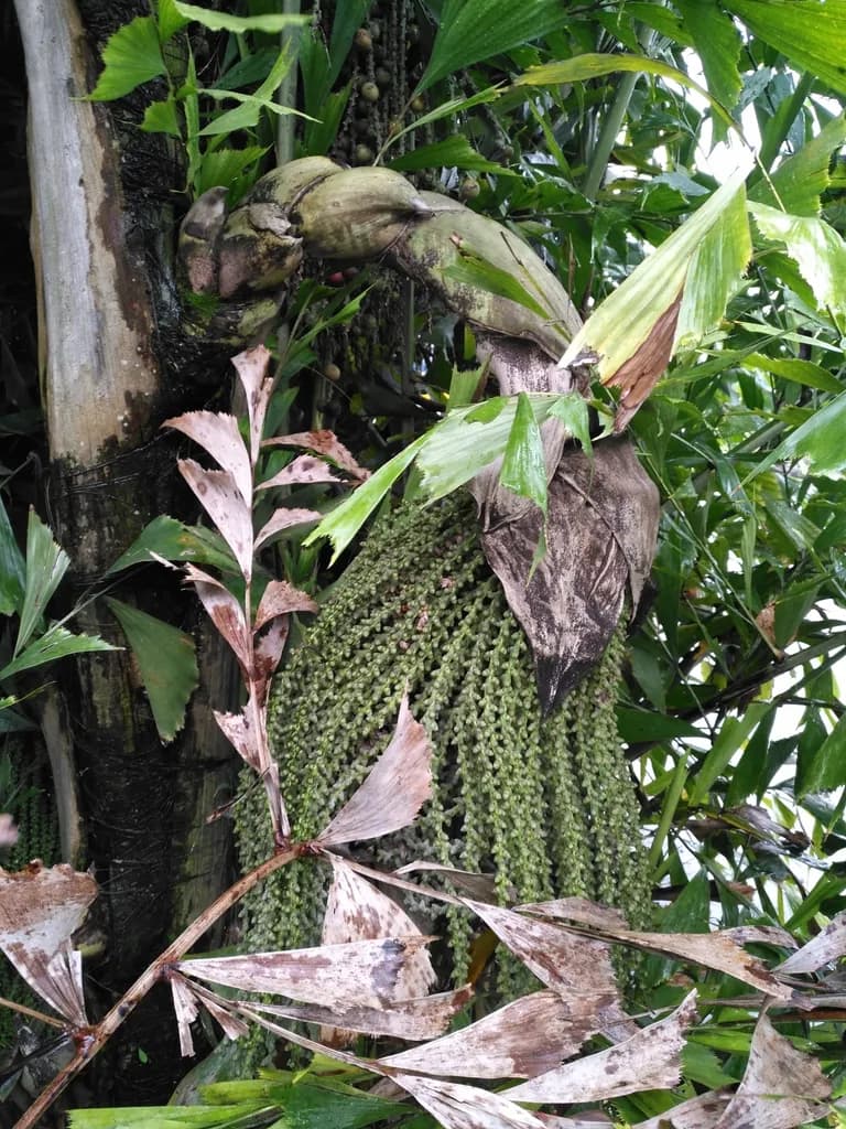 Botanical specimen of Caryota Urens.