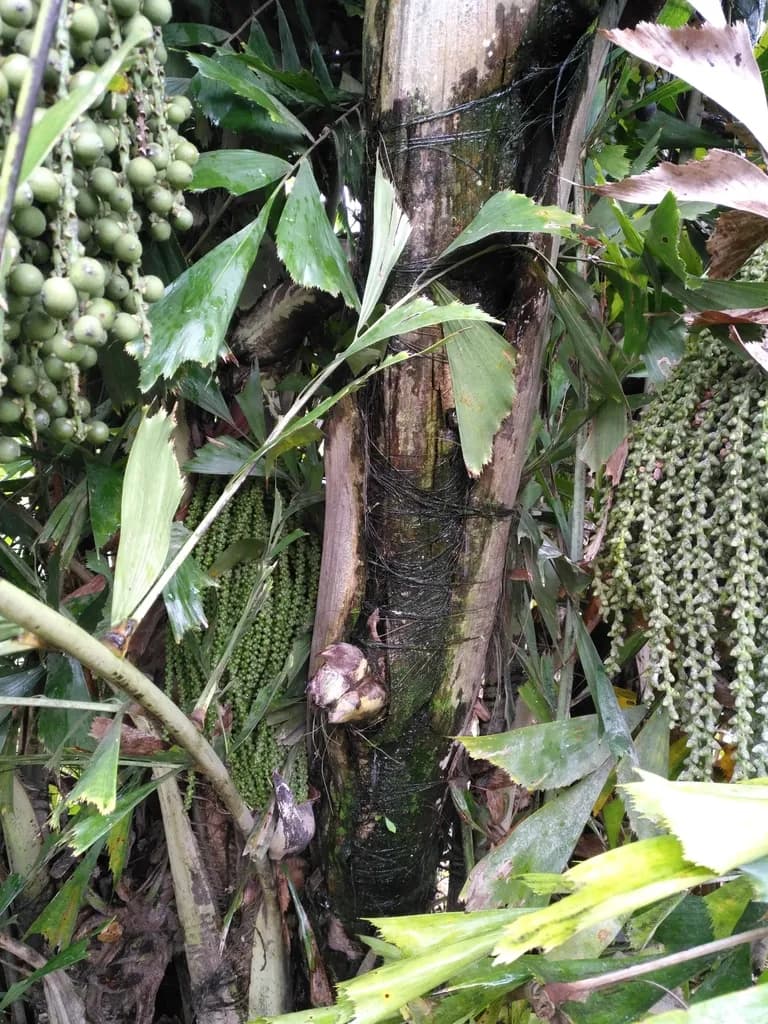 Botanical specimen of Caryota Urens.