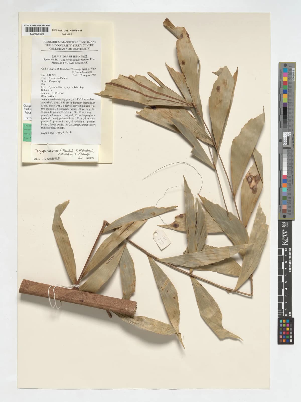 Botanical specimen of Caryota Zebrina.