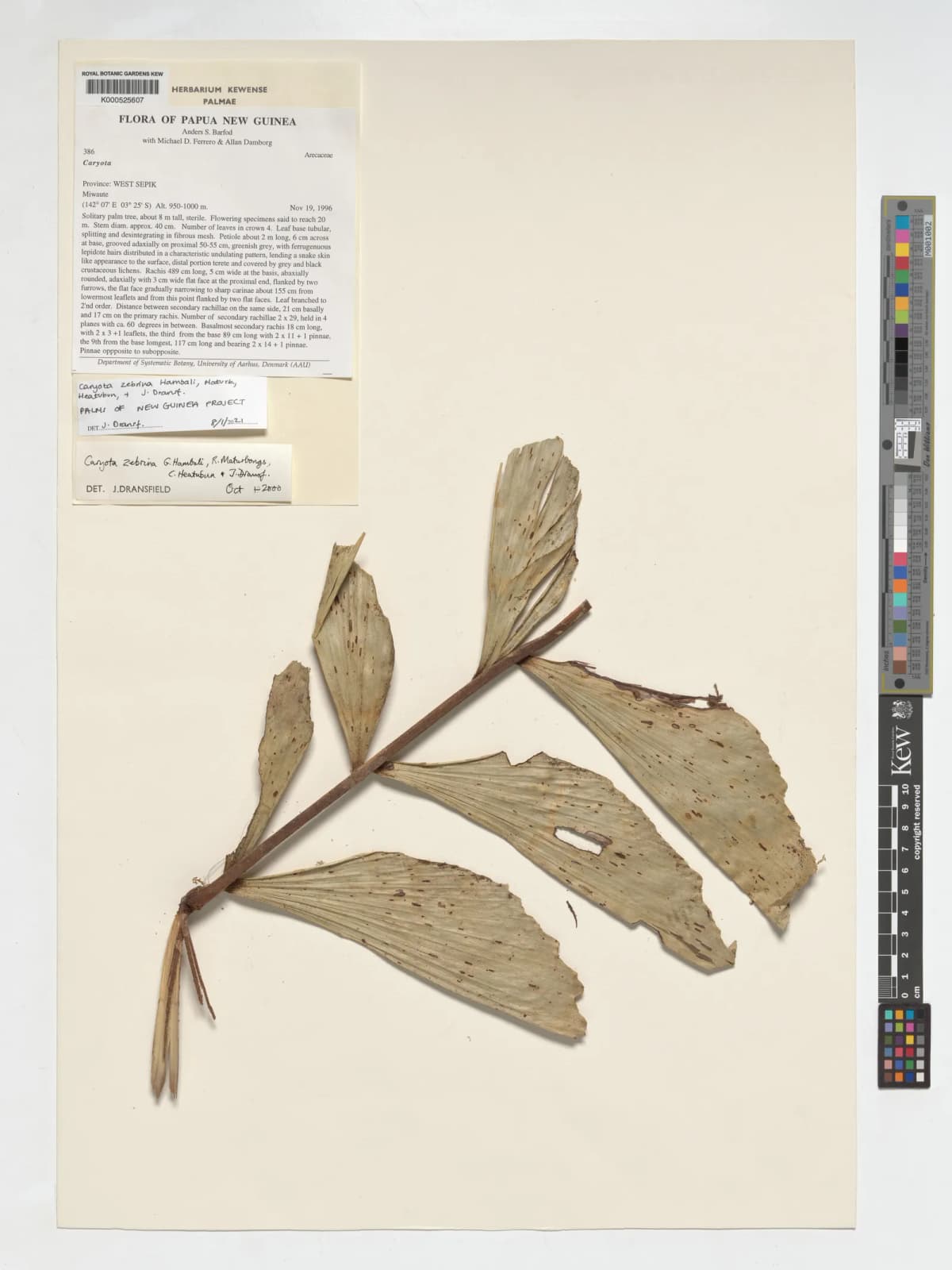 Botanical specimen of Caryota Zebrina.