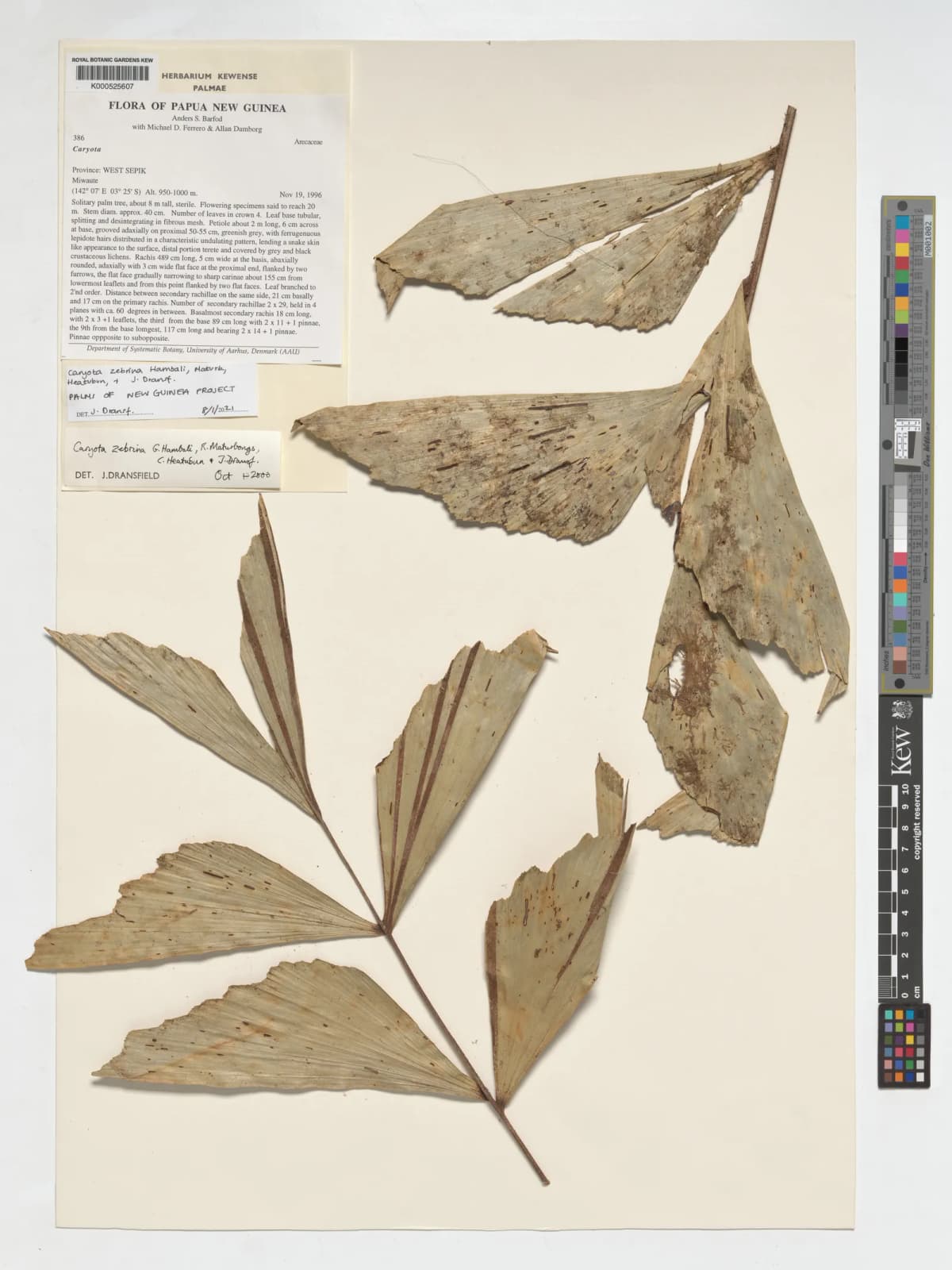 Botanical specimen of Caryota Zebrina.
