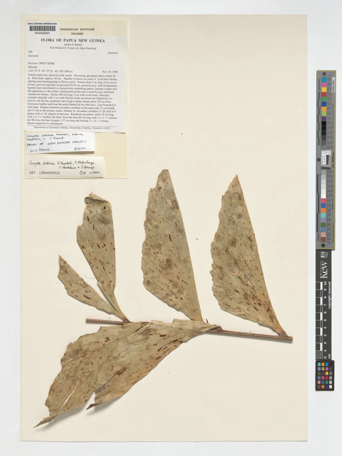 Botanical specimen of Caryota Zebrina.