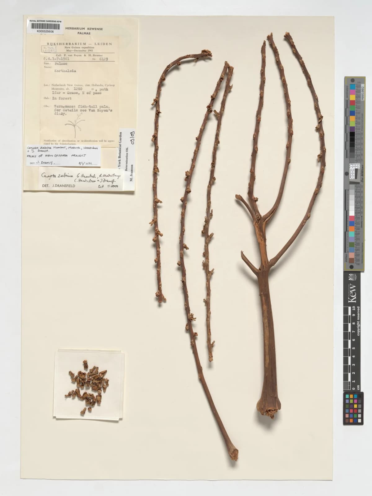 Botanical specimen of Caryota Zebrina.