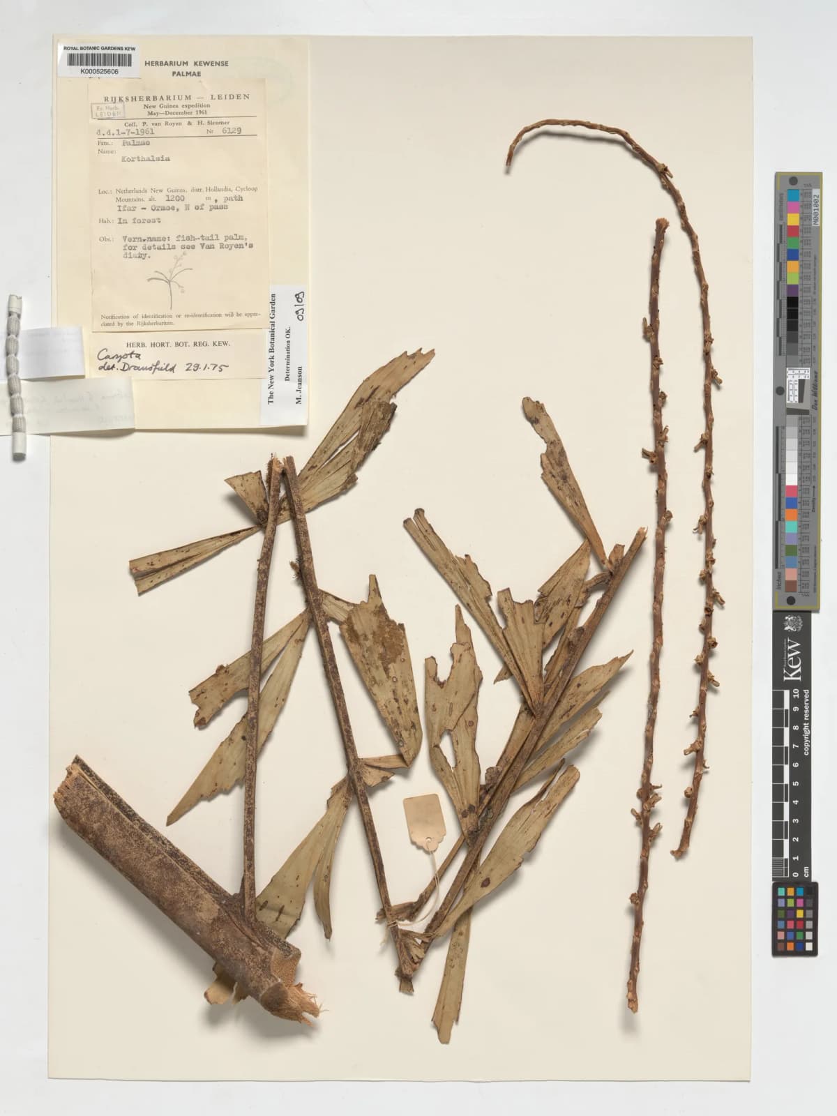 Botanical specimen of Caryota Zebrina.