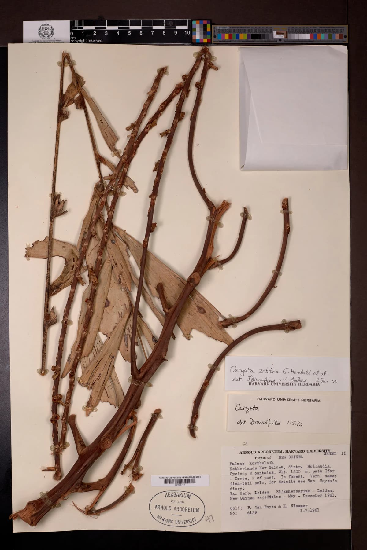 Botanical specimen of Caryota Zebrina.