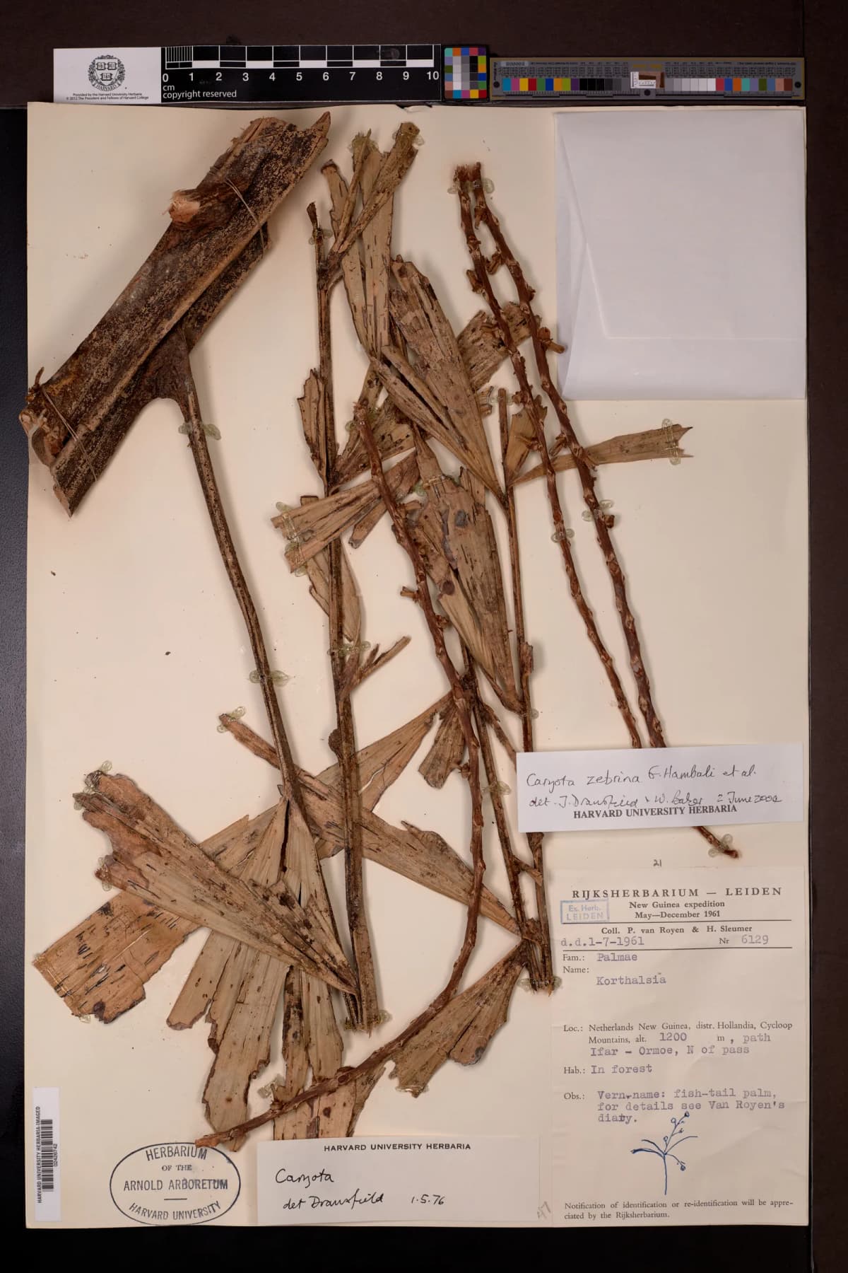 Botanical specimen of Caryota Zebrina.