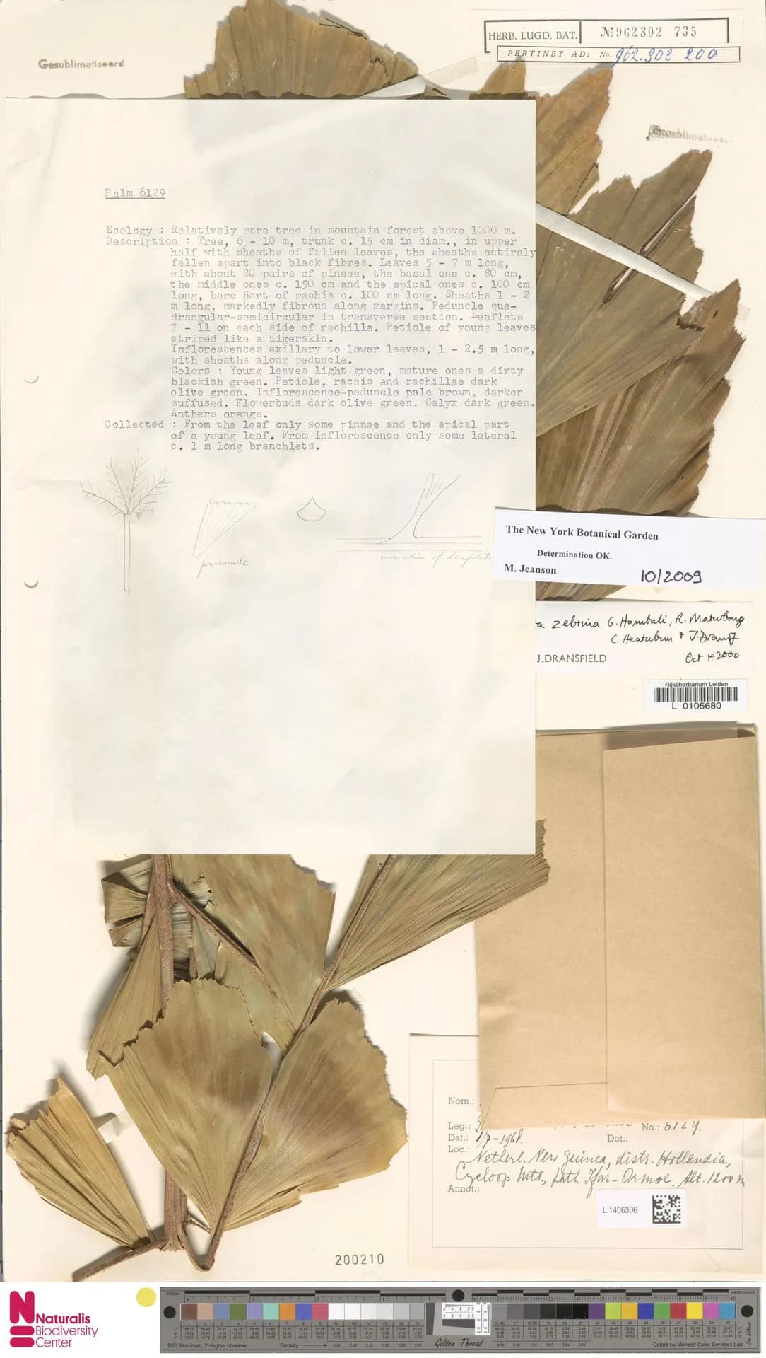Botanical specimen of Caryota Zebrina.