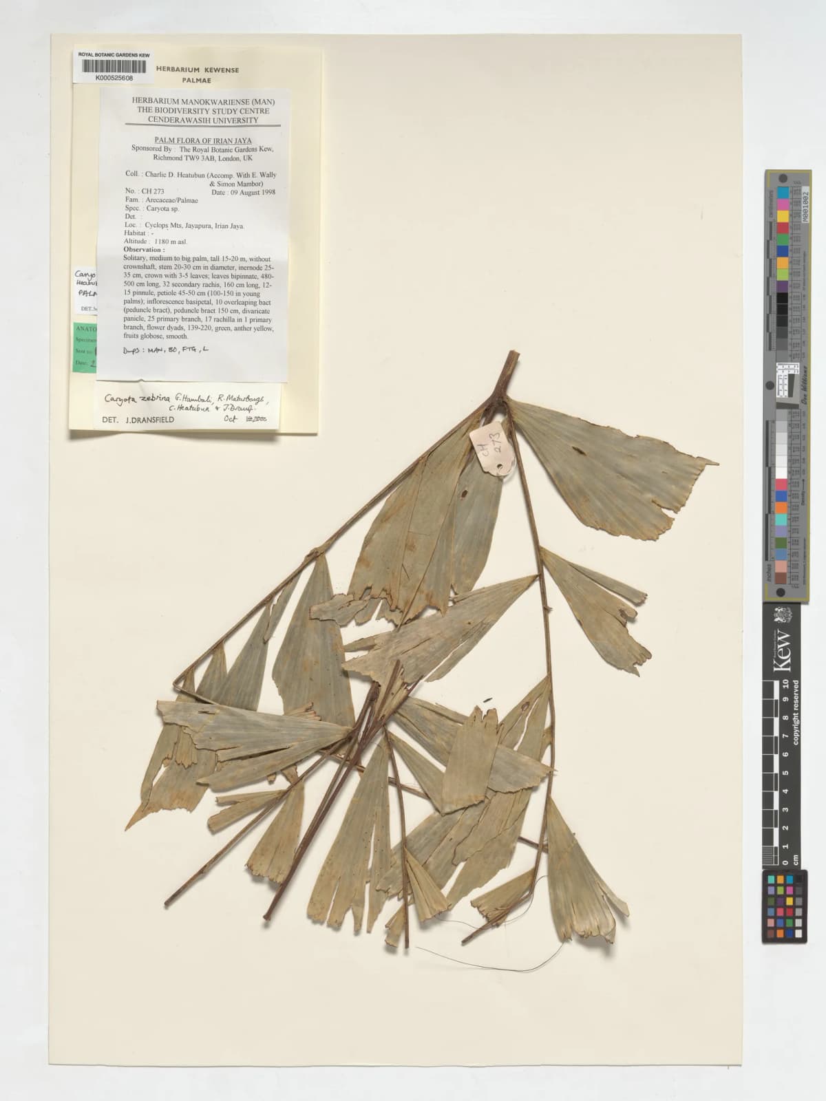 Botanical specimen of Caryota Zebrina.