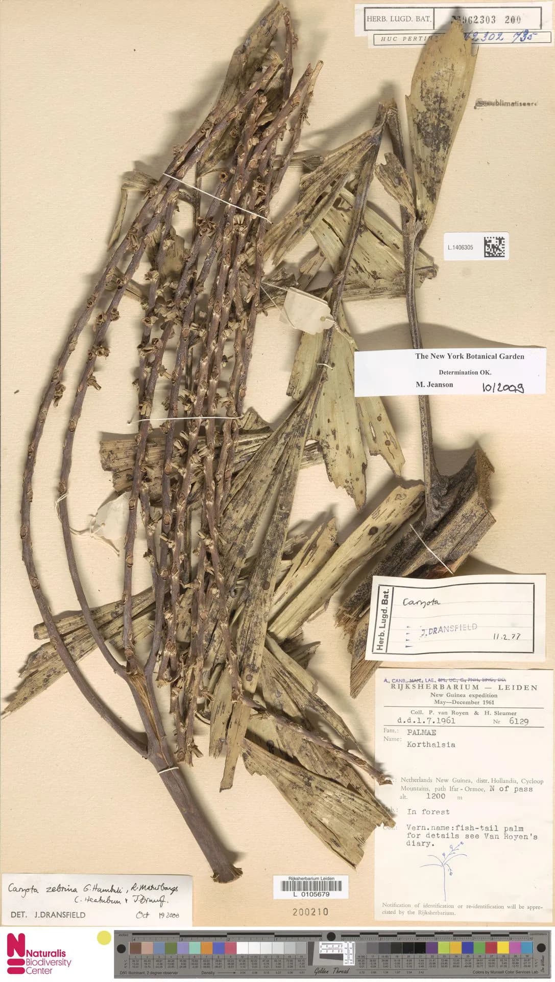 Botanical specimen of Caryota Zebrina.