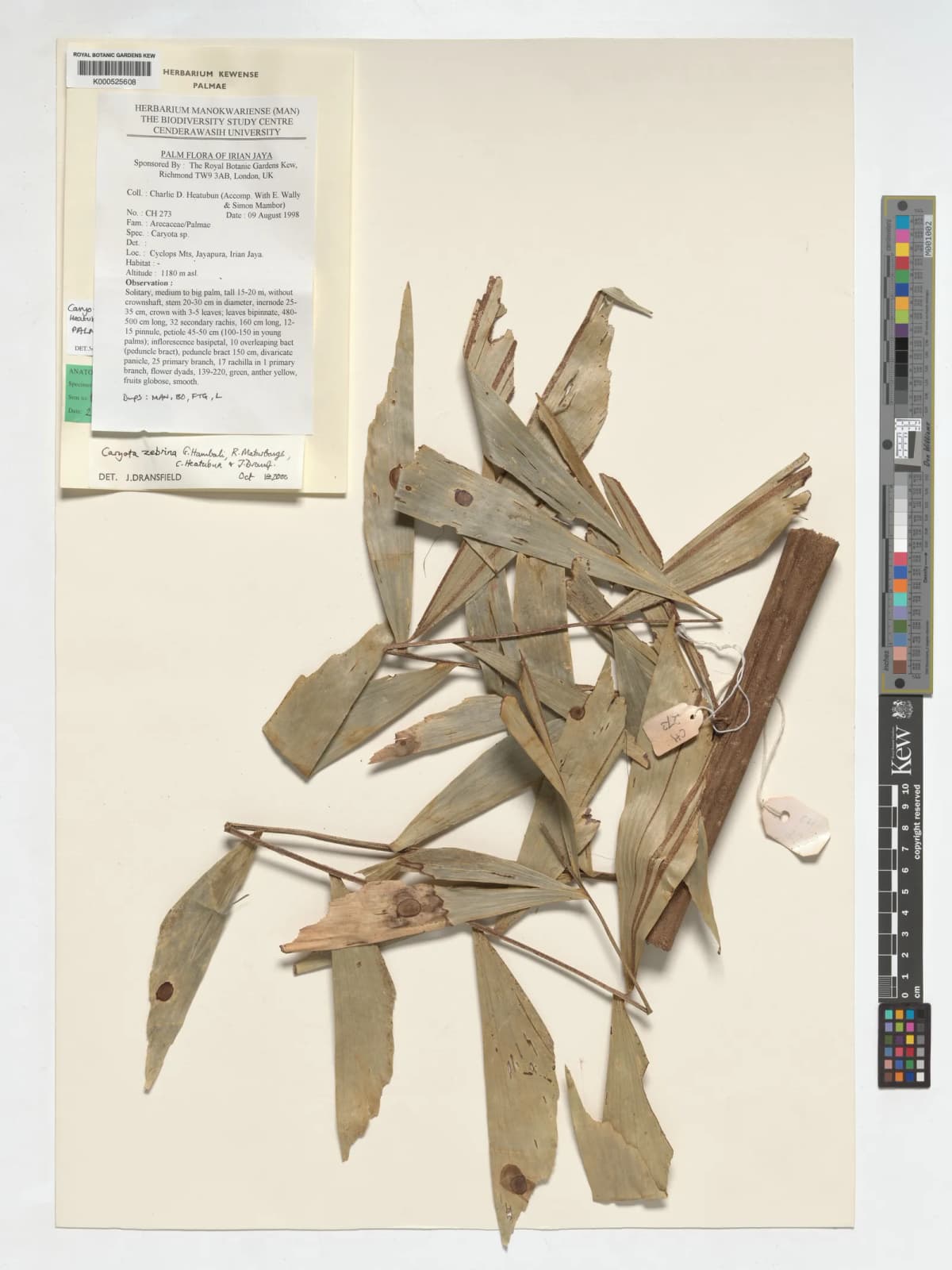Botanical specimen of Caryota Zebrina.