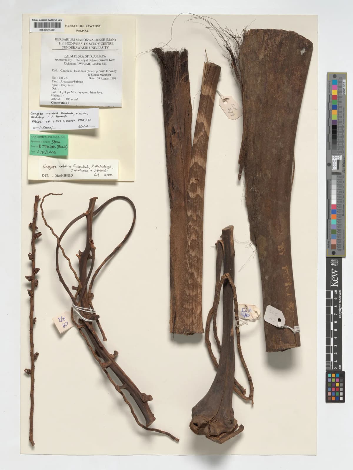 Botanical specimen of Caryota Zebrina.