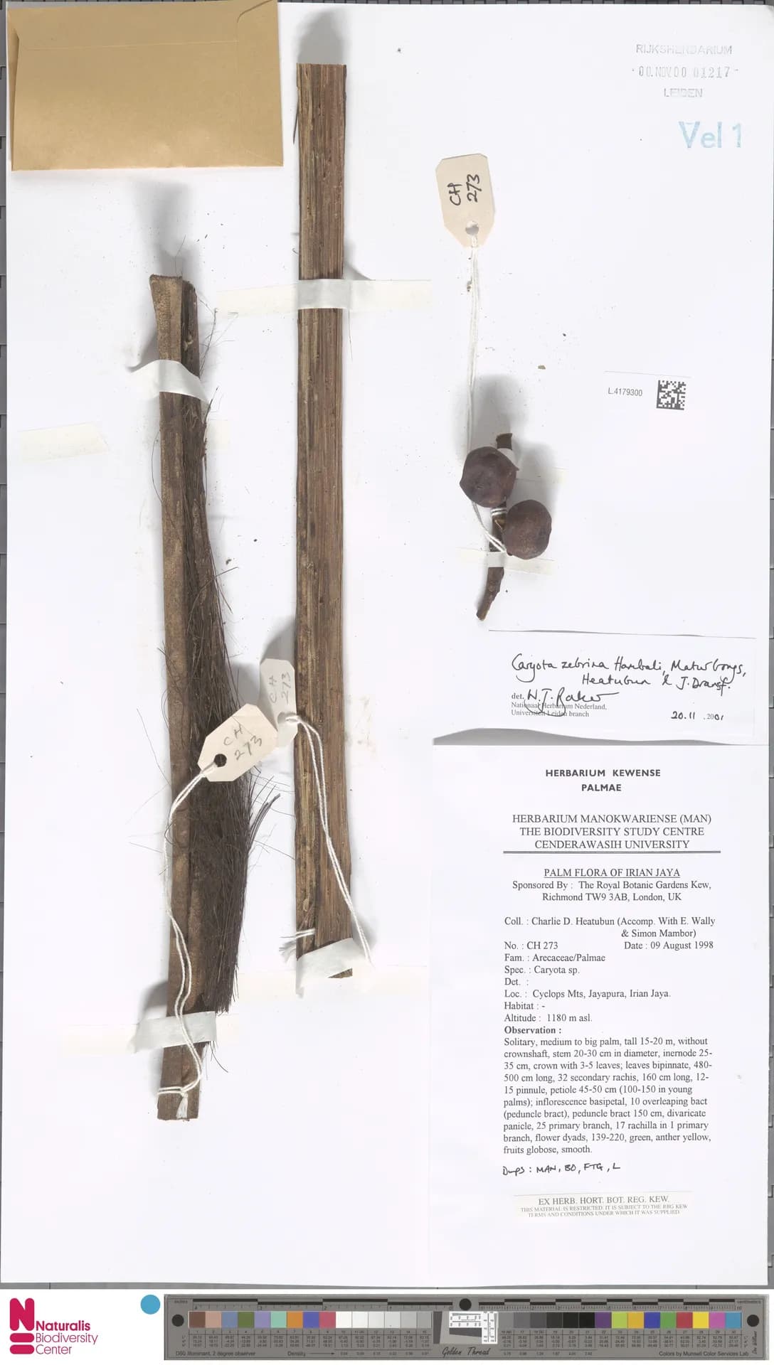 Botanical specimen of Caryota Zebrina.