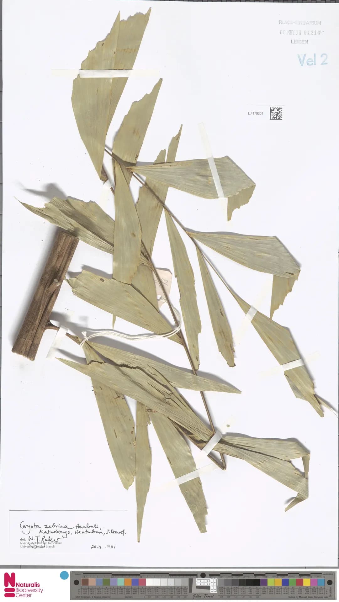 Botanical specimen of Caryota Zebrina.
