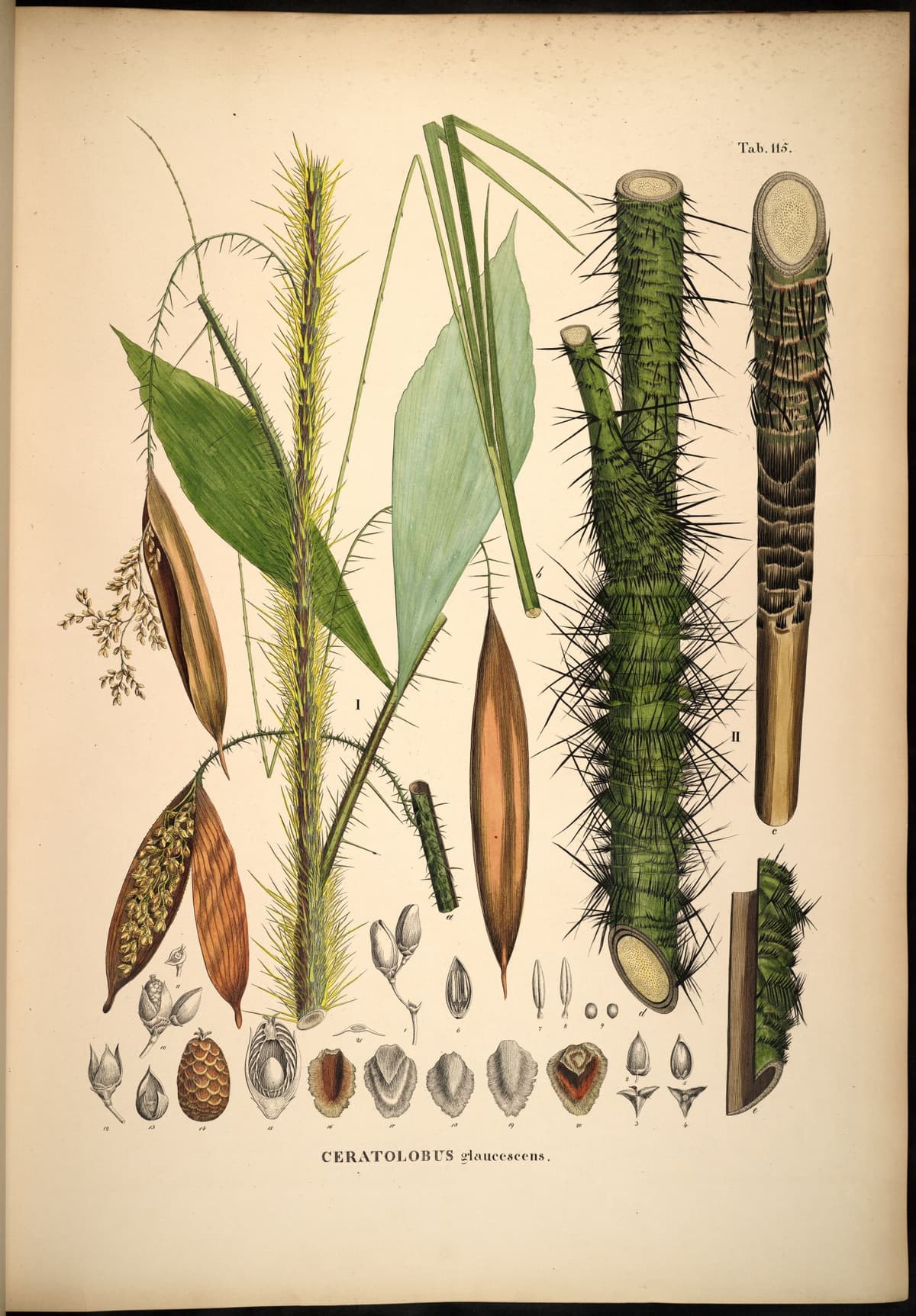 Botanical specimen of Ceratolobus Glaucescens.