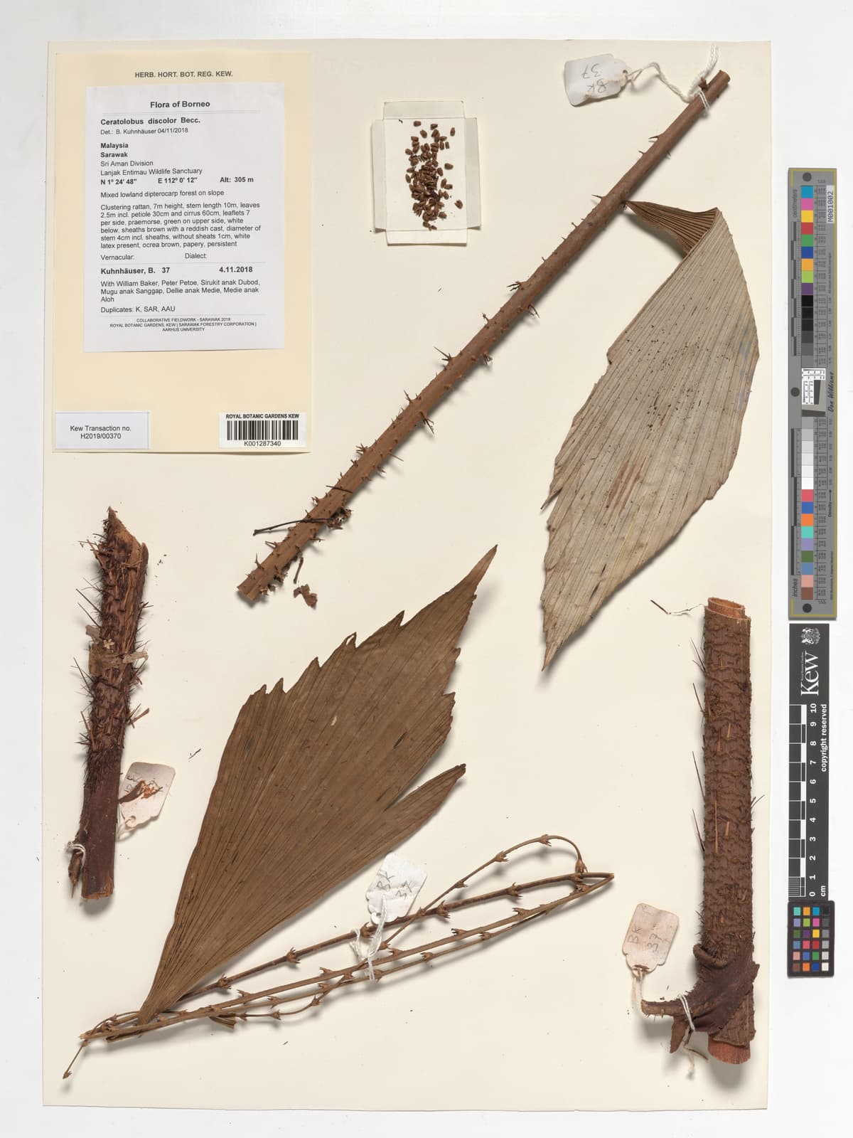 Botanical specimen of Ceratolobus Kingianus.