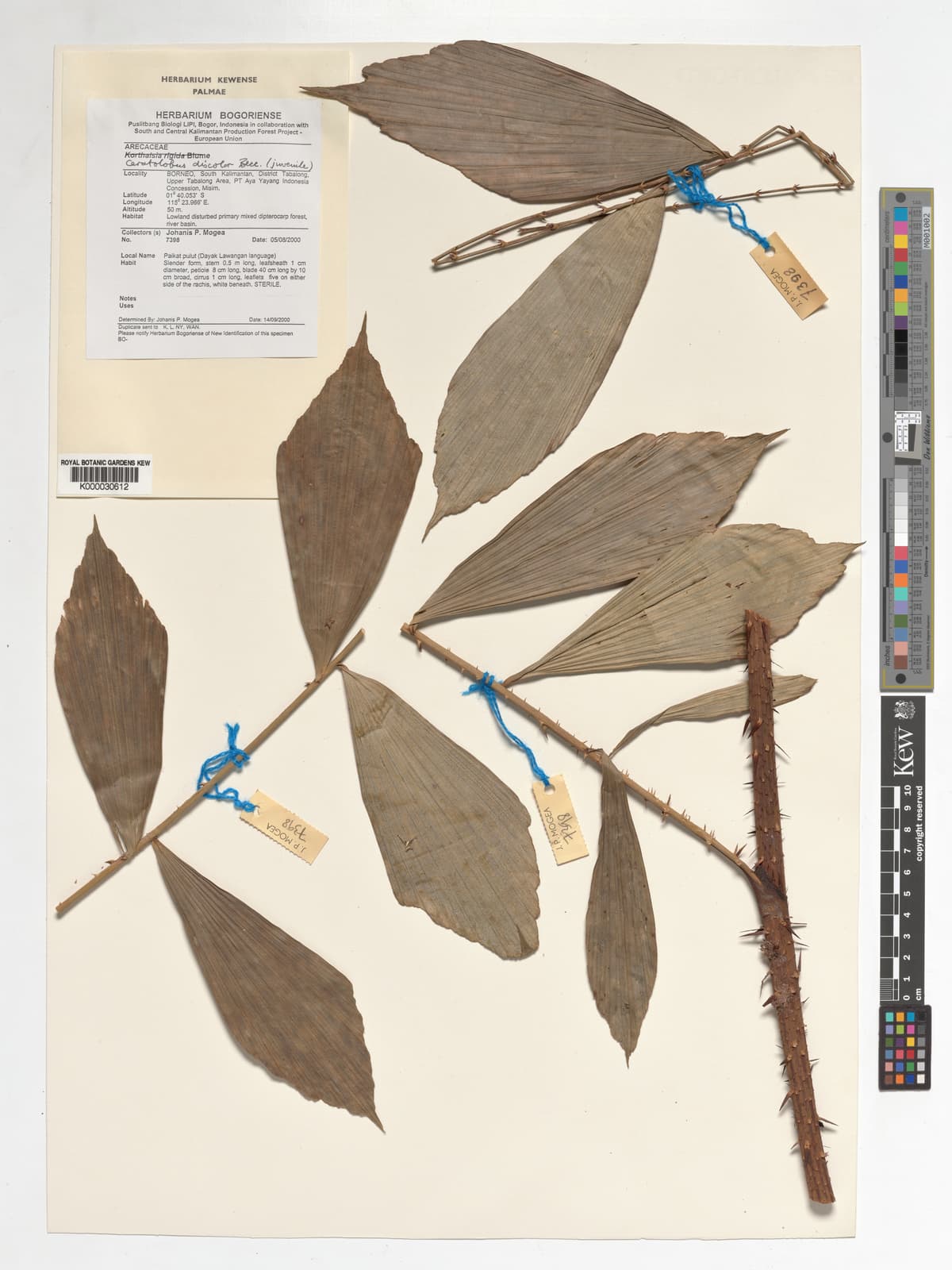 Botanical specimen of Ceratolobus Kingianus.