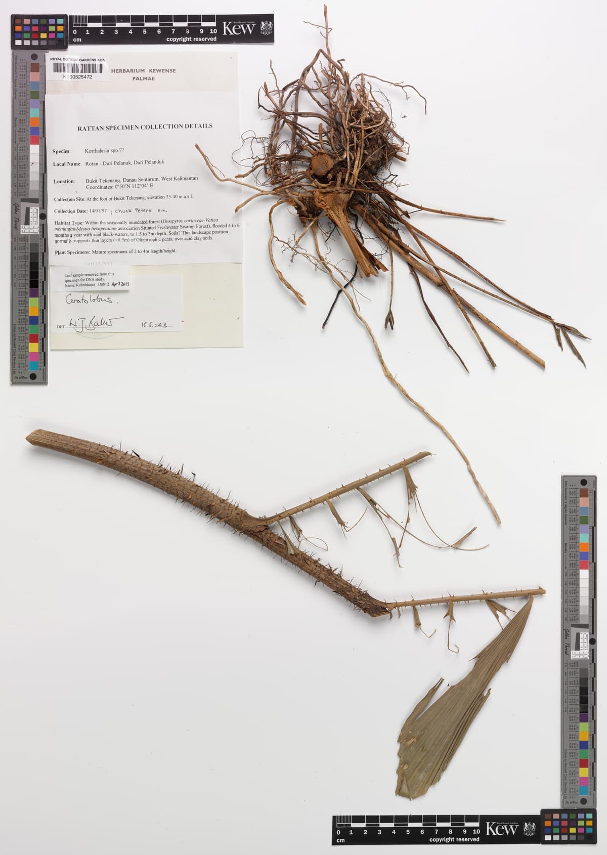 Botanical specimen of Ceratolobus Kingianus.