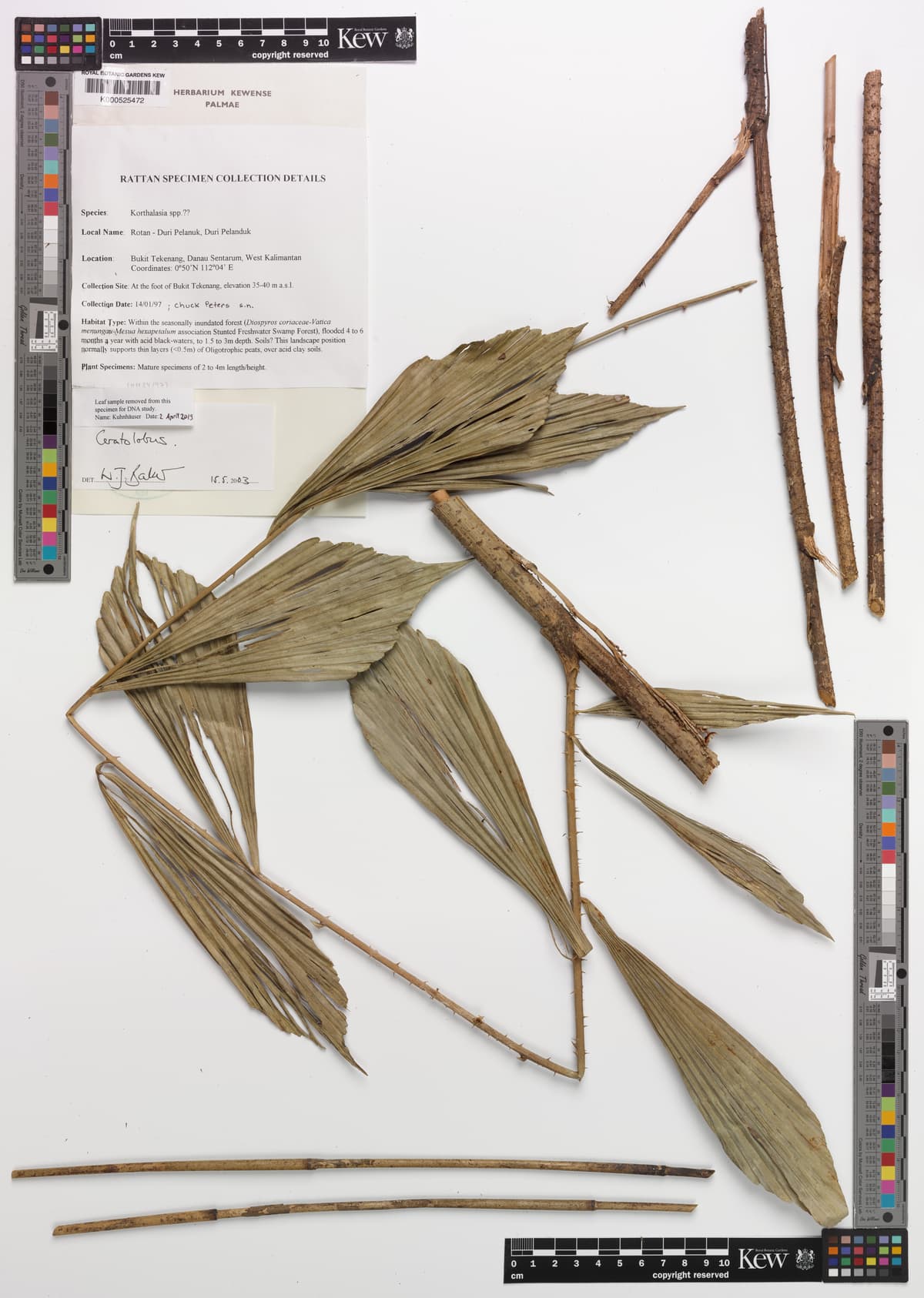 Botanical specimen of Ceratolobus Kingianus.