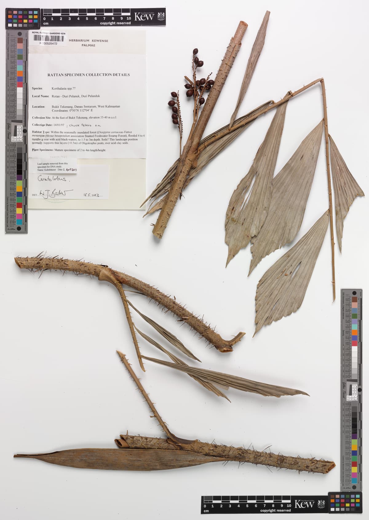 Botanical specimen of Ceratolobus Kingianus.