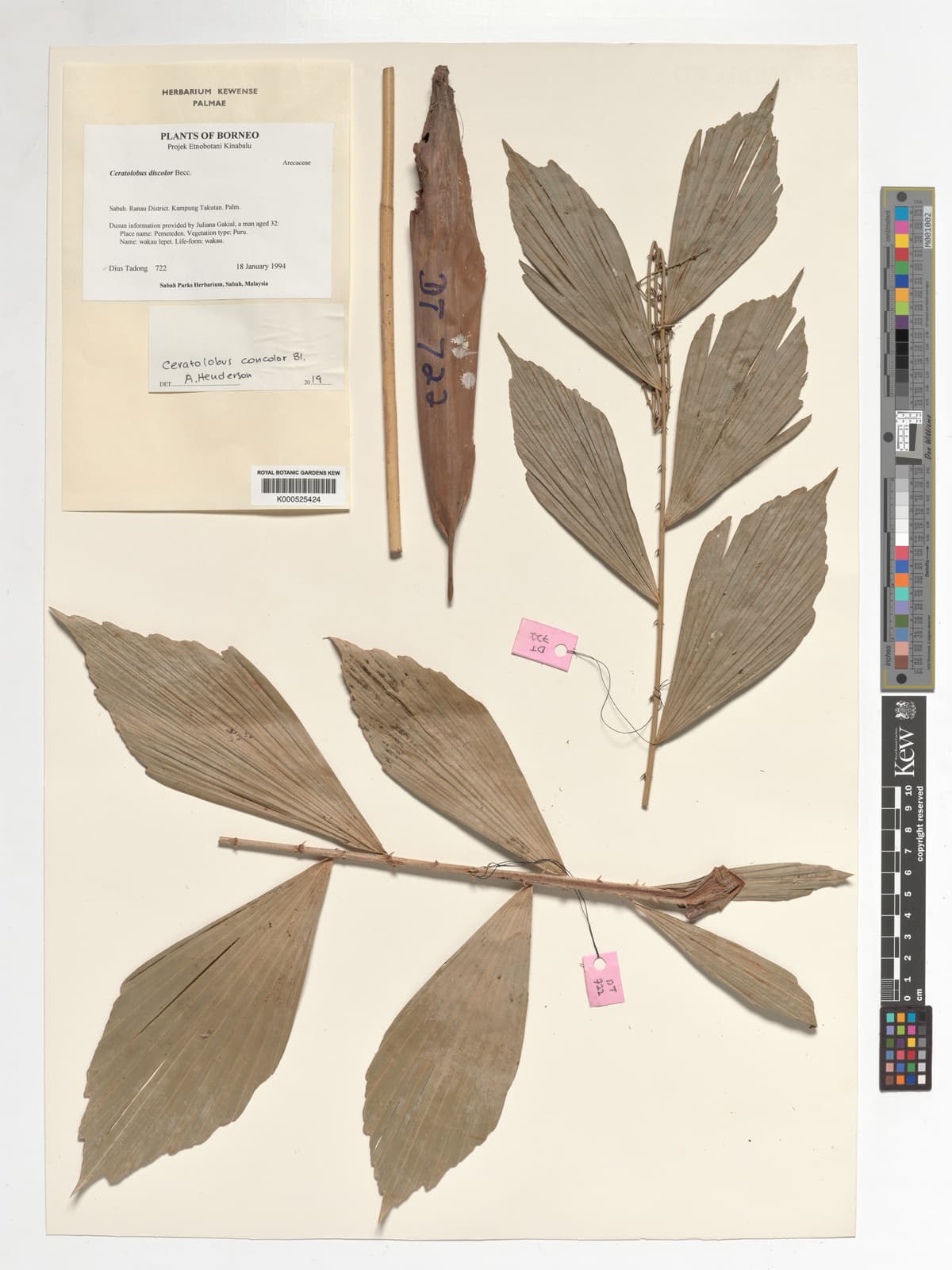 Botanical specimen of Ceratolobus Kingianus.