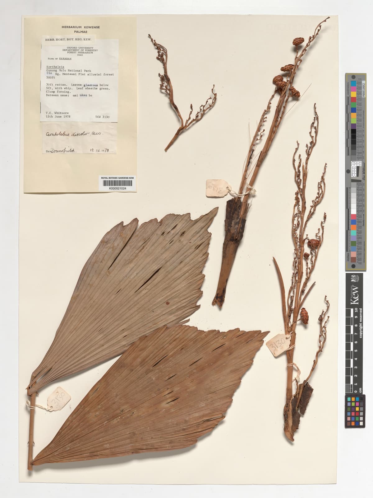 Botanical specimen of Ceratolobus Kingianus.