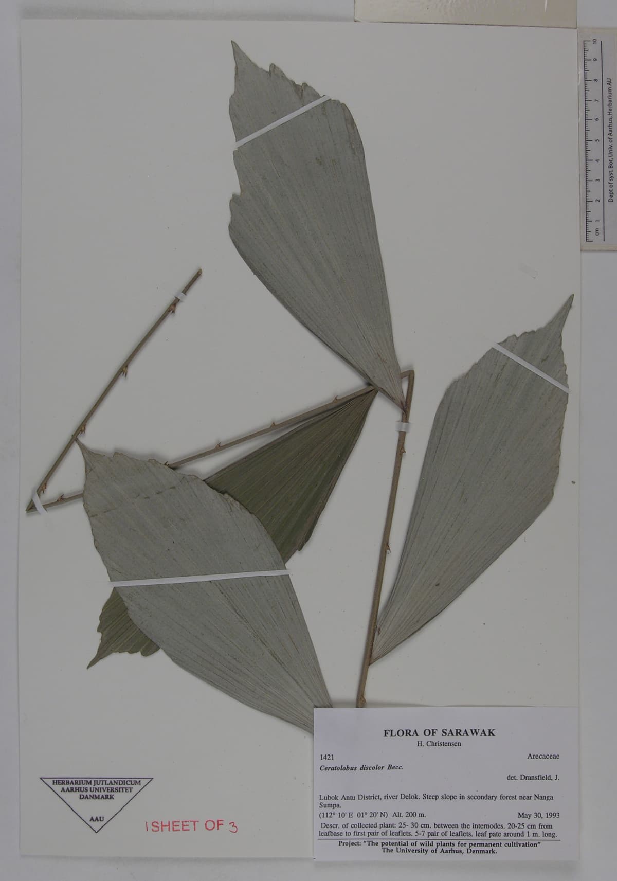 Botanical specimen of Ceratolobus Kingianus.